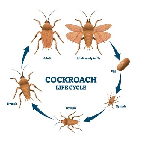 wood roach life cycle - Kermit Addison