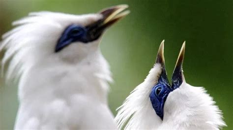 Burung Jalak Bali Ciri, Harga, Makanan dan Hingga Perawatan Hariannya ...