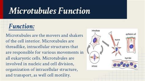 Microtubules Structure and Function