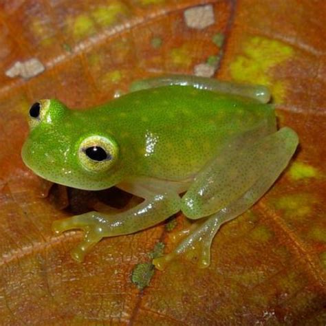 Northern Glass Frog Facts and Pictures