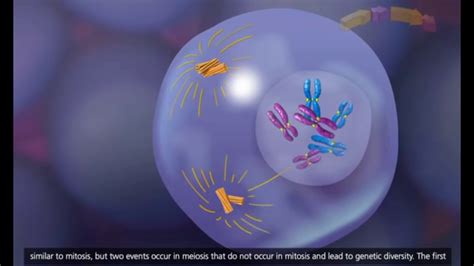 Meiosis animation - YouTube