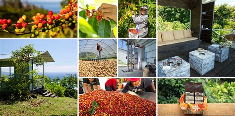 Kona Coffee Farm Tours - Hala Tree Coffee