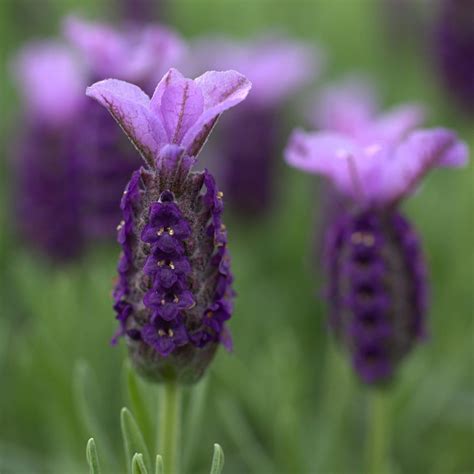 Buy French lavender Lavandula Rocky Road ('Fair 09') (PBR): £6.99 ...