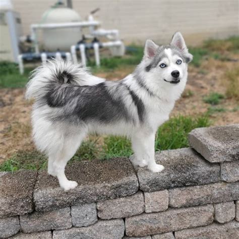 Pomsky Photos - Photos of the Pomsky (Pomeranian Husky Mix)