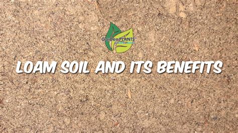 Loam Soil Benefits – Garden Plants