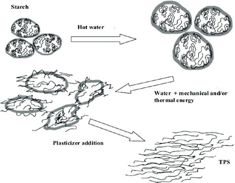 Gelatinization and plasticization of starch. | Download Scientific Diagram