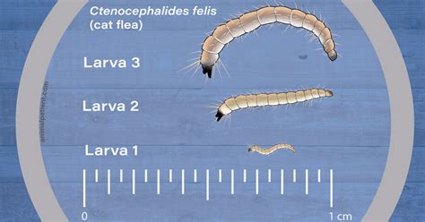 Flea Larvae: Where They Live, What They Look Like