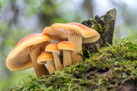 A Beginner's Guide on Mushroom Foraging • Eupterra