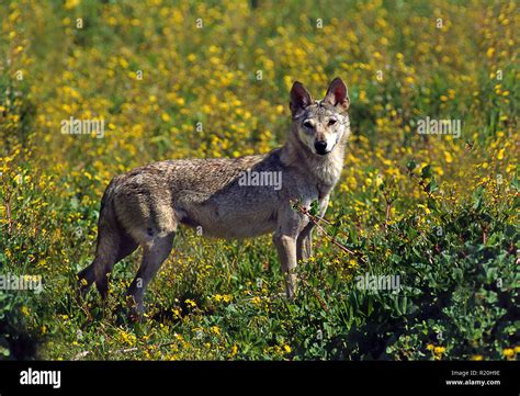 Arabian wolf hi-res stock photography and images - Alamy