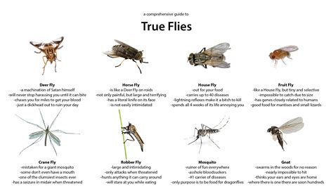 A Guide to True Flies : r/whatsthisbug