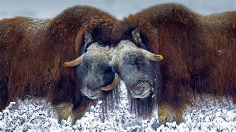 Wallpaper USA, Alaska, musk ox, horns, snow 1920x1080 Full HD 2K ...