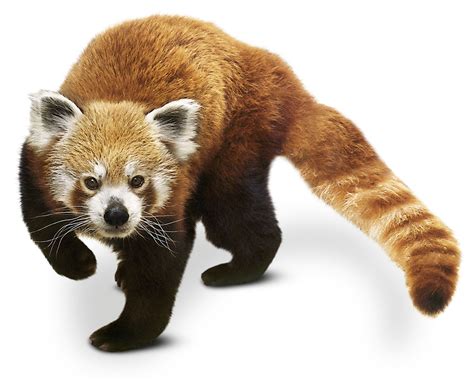 Red Panda Facts | What Are Red Pandas | DK Find Out