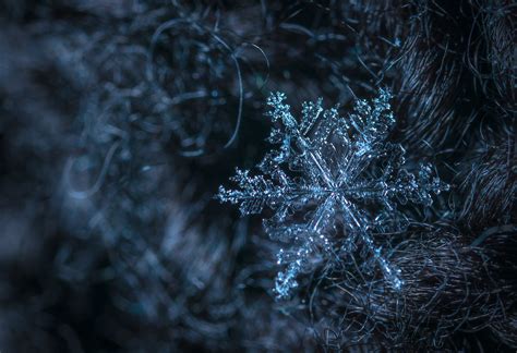 Free photo: Macro Photography of Snowflake - Art, Macro, Weather - Free ...