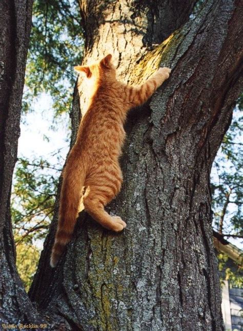 Cat climbing a Tree | Cat climbing, Cats, Tree