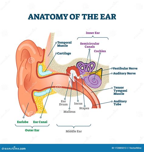 Anatomy of the Ear, Labeled Health Care Vector Illustration Diagram ...