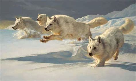 loups