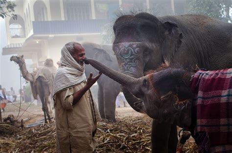 The Amazing World Of Elephants In Photography | One Big Photo