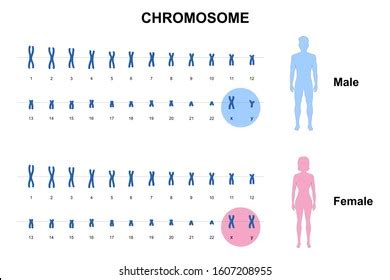 130,134 Chromosome Royalty-Free Photos and Stock Images | Shutterstock