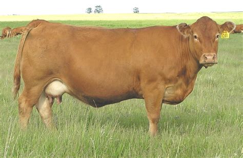 TREFTZ LIMOUSIN | Cattle, Cattle farming, Animals