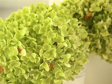 {soma home}: green hydrangeas