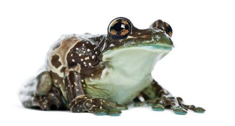 Amazon Milk Frog for Sale | Reptiles for Sale