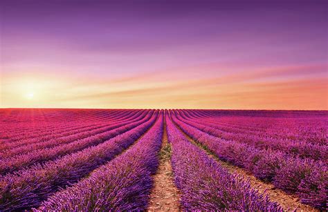 Lavender Fields Photography