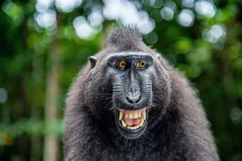 Celebes Macaque Teeth Stock Photos - Free & Royalty-Free Stock Photos ...