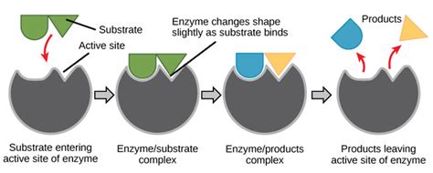 Induced Fit Model Of Enzymes - Enzyme Structure And Function - MCAT Content