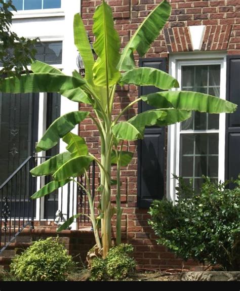 Blue Java Banana Tree – Bella Jardins Boutique