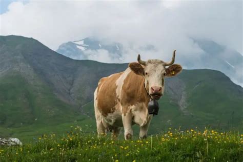 Simmental Cattle: Guide, Info & Facts