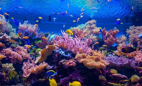 Dive Deep Into 50 Amazing Coral Reef Facts | Facts.net