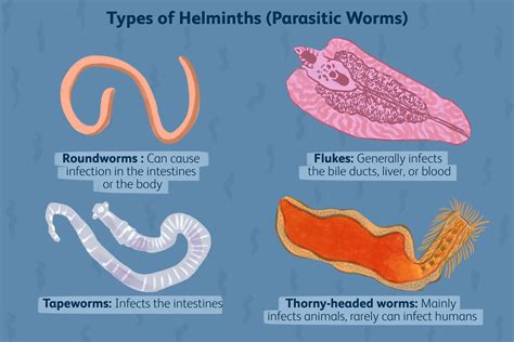 Types Of Parasitic Worms