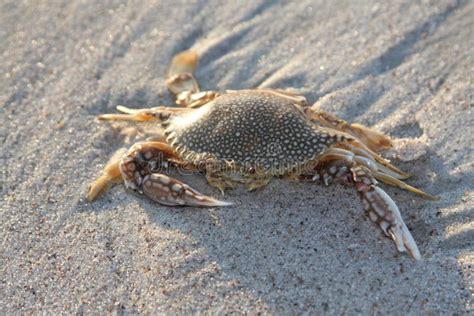 Sand crab stock photo. Image of beach, armour, shell, pincer - 9860374