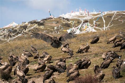 Tibetan Sky Burial and Other Funarel Practices - Wonders of Tibet