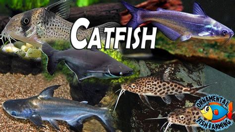 All The Varieties of Freshwater Catfish is Shown in This Video tropical ...