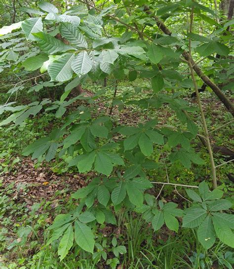 Pawpaw: Small Tree, Big Impact (U.S. National Park Service)