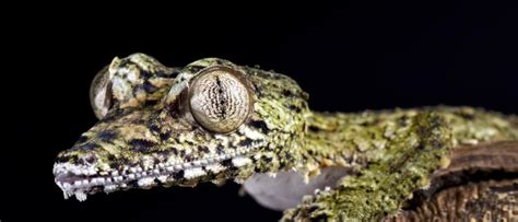 Leaf-Tailed Gecko - A-Z Animals