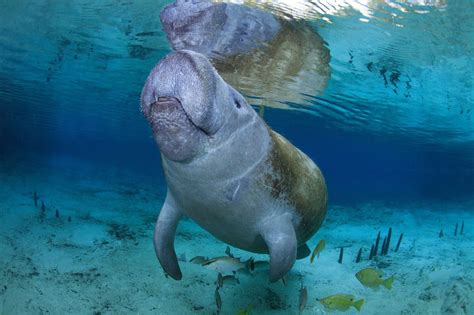 You may know West Indian manatees are one of the most adorable and ...