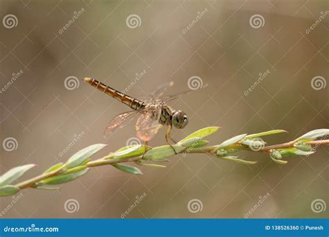 Dragonfly stock photo. Image of biodiversity, park, habitat - 138526360