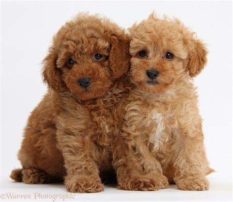 Dogs: Two cute red Toy Poodle puppies photo WP39329