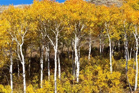 Paper Birch - Betula Papyrifera | Deciduous Trees | Cold Stream Farm