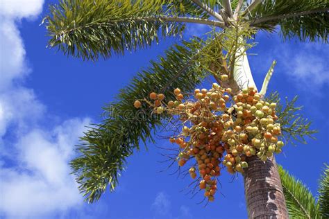 Palm Tree Seeds stock photo. Image of tree, seeds, tropical - 12671882