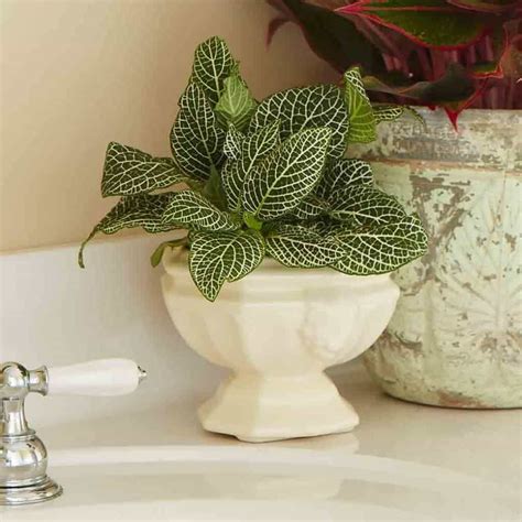 Bathroom With Fittonia Indoor Plant Low Light House Plants, Indoor ...