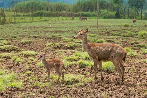 Mother Deer Standing with Her Baby Fawn at the Mud-grass Field Stock ...