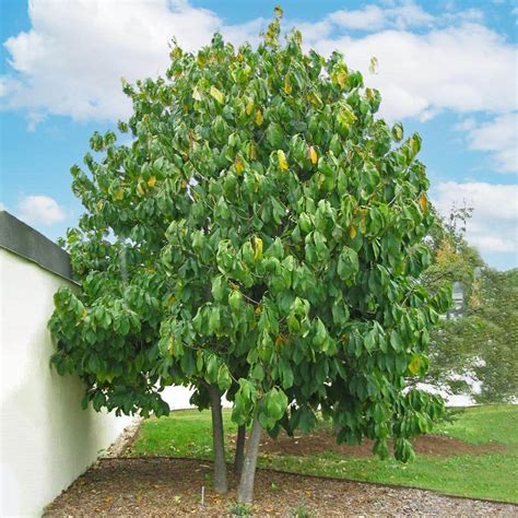 1 Gal. Paw Paw Seedling Fruit Tree PAWPAW01G - The Home Depot