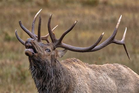 BUGLING BULL, Colorado, Elk Photography, Elk Rut Season Prints, Elk Art ...