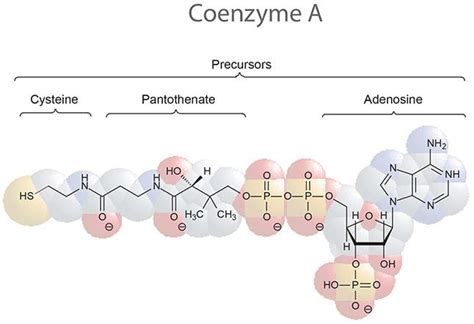 Coenzyme A ~ Everything You Need to Know with Photos | Videos