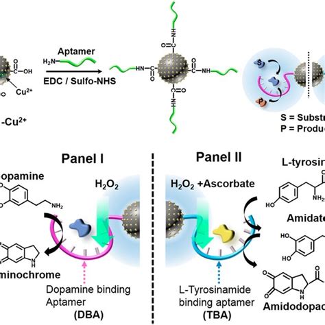 (A) Schematic synthesis of aptamer-modified Cu 2+ ionfunctionalized ...