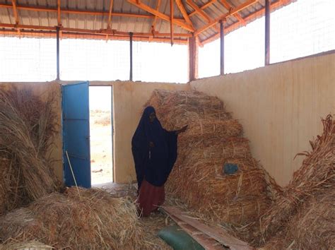 Somalia. Fodder storage helping communities to build resilience | COOPI