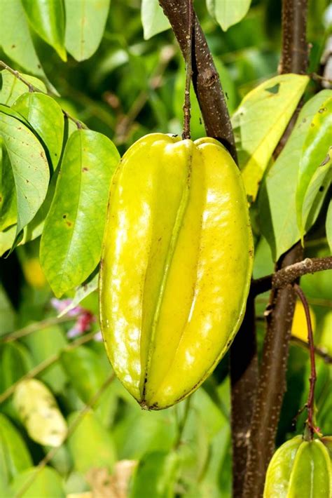 Carambola tree | Food, Healthy snacks, Fruit trees